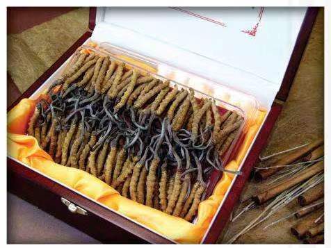 余杭冬虫夏草回收